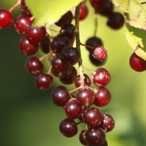 Плоды черёмухи виргинской Плоды черёмухи виргинской
