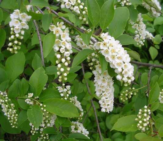 Цветение черемухи виргинской