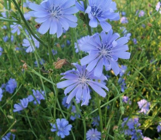 Цветки цикория