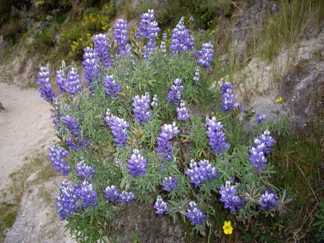 Люпин (Lupin)