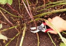 Обрезка куста ежевики