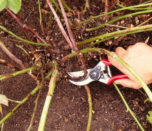 Обрезка куста ежевики