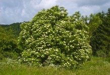 Бузина (Sambucus)