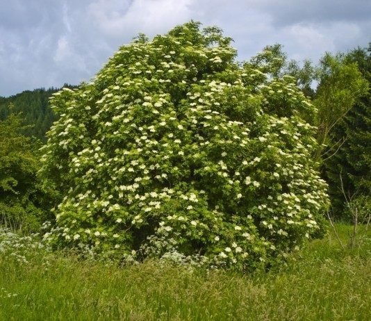 Бузина (Sambucus)