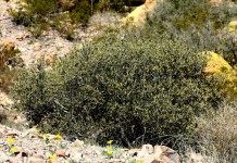 Симмондсия китайская, Хохоба, или Жожоба (Simmondsia chinensis)
