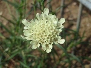 Скабиоза бледножёлтая (Scabiosa ochroleuca)