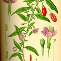 Дереза обыкновенная. Ботаническая иллюстрация из книги О. В. Томе «Flora von Deutschland, Österreich und der Schweiz», 1885