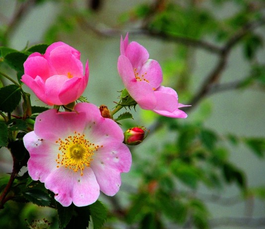 Шиповник собачий (Rosa canina)