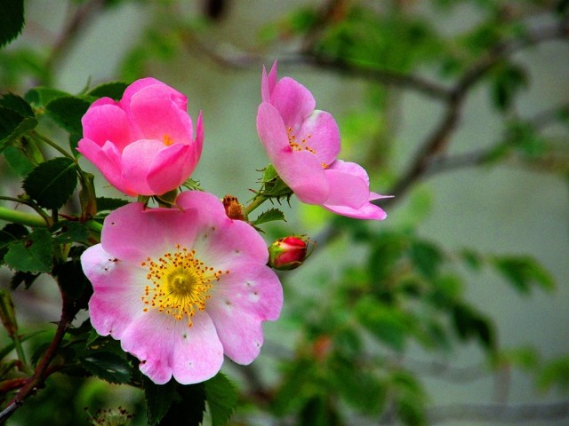 Шиповник собачий (Rosa canina)