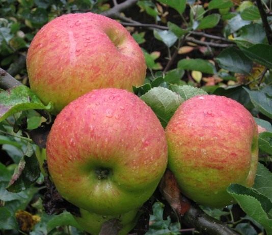 Календарь-шпаргалка на август - Календари Яблоки сорта Брамли