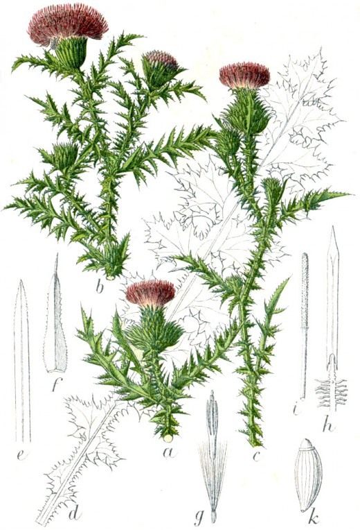 Чертополох колючий. Иллюстрация из "Флора Германии в картинках" (Carduus acanthoides. Illustration of "Flora of Germany in Pictures"