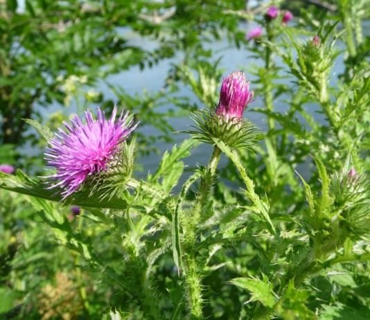 Чертополох, колючка как образ человека с израненной душой и трагической судьбой… и не только. - Цветник и ландшафт Чертополох колючий (Carduus acanthoides)