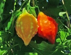 Момордика – ее выращивание и целебные свойства
