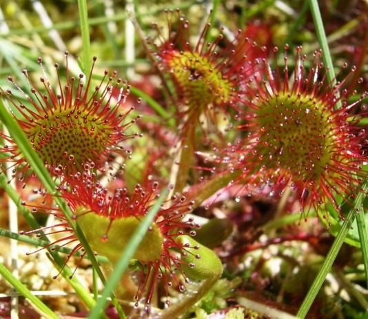 Росянка круглолистная (Round-leaved sundew)