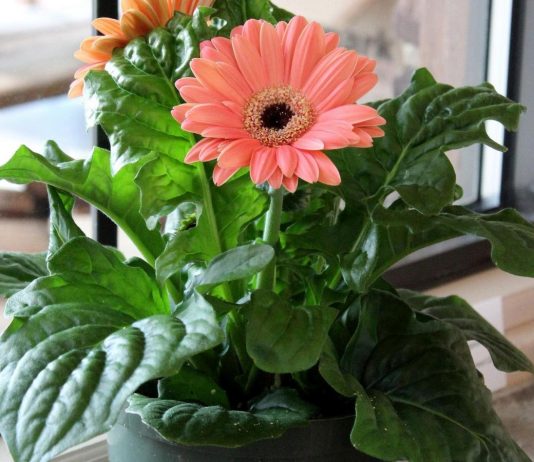 Проблемы выращивания комнатных растений. Часть 1. - Вредители и болезни Проблемы выращивания комнатных растений