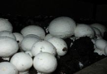 Шампиньон двуспоровый (Agaricus bisporus)