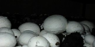 Шампиньон двуспоровый (Agaricus bisporus)