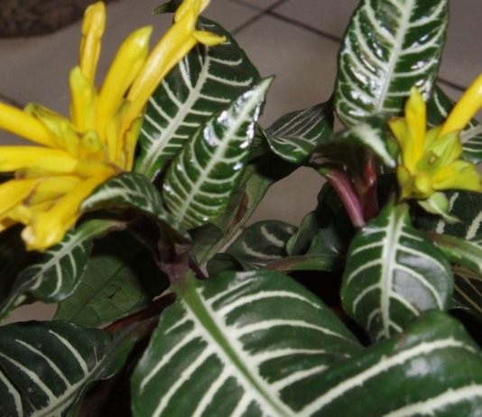 Афеландра оттопыренная (Aphelandra squarrosa)