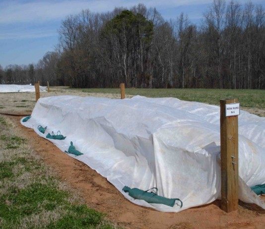 Укрытие ежевики на зиму