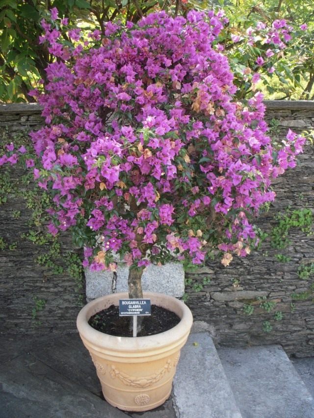 Бугенвиллия (Bougainvillea)