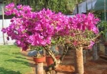 Бугенвиллия (Bougainvillea)