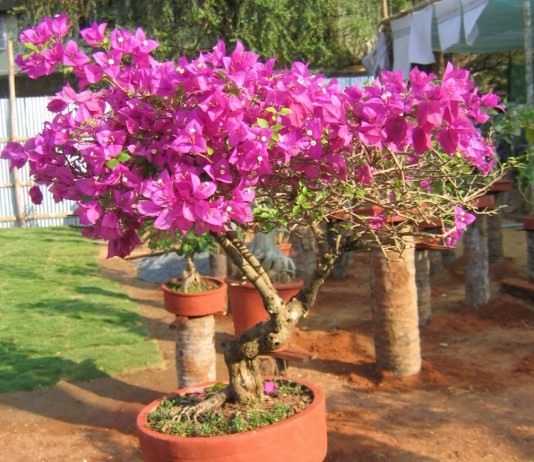 Бугенвиллия — шикарная бразильская красавица - Красивоцветущие Бугенвиллия (Bougainvillea)