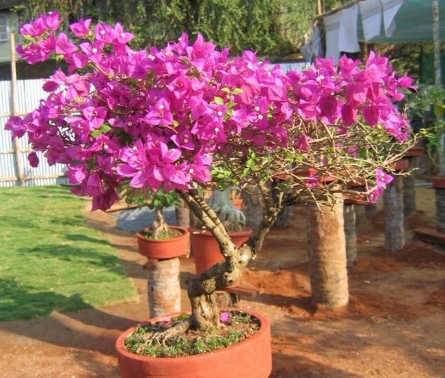 Бугенвиллия (Bougainvillea)