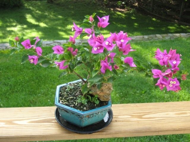 Бугенвиллия (Bougainvillea)