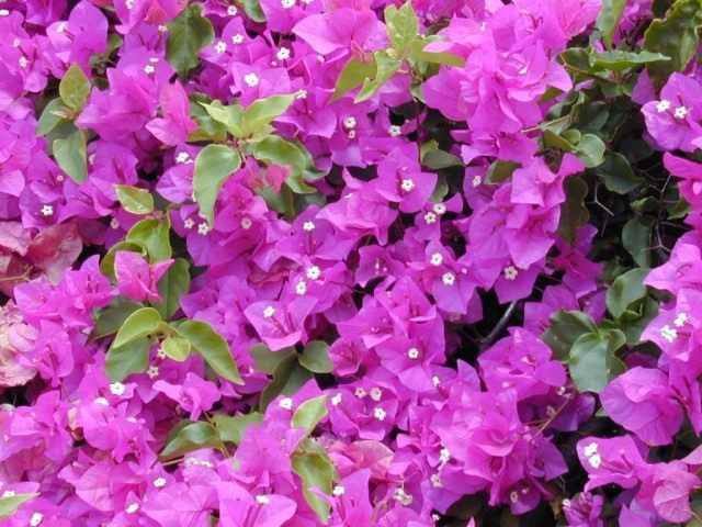 Бугенвиллия (Bougainvillea)