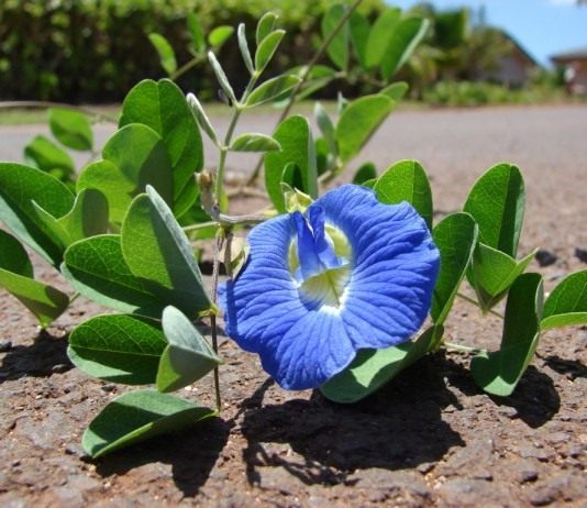 Клитория тройчатая (Clitoria ternatea)
