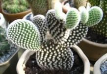 Опунция мелковолосистая (Opuntia microdasys)