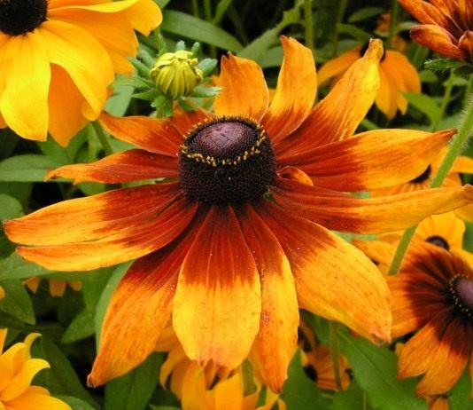 Рудбекия волосистая