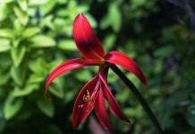 Спрекелия прекраснейшая, или Спрекелия великолепная (Sprekelia formosissima)