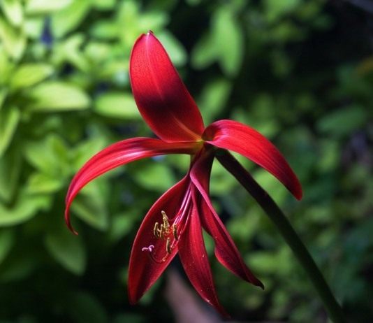 Спрекелия прекраснейшая, или Спрекелия великолепная (Sprekelia formosissima)