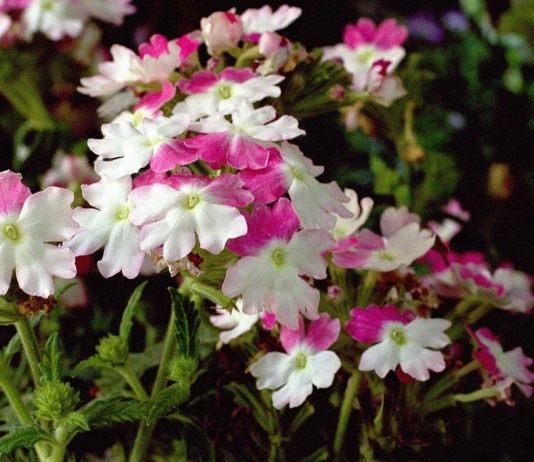 Выращивание вербены на садовом участке - Цветник и ландшафт Вербена