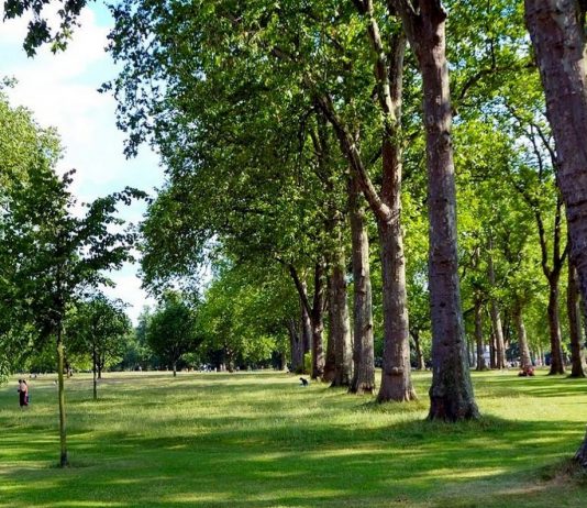 Зелёные насаждения как экологический фактор