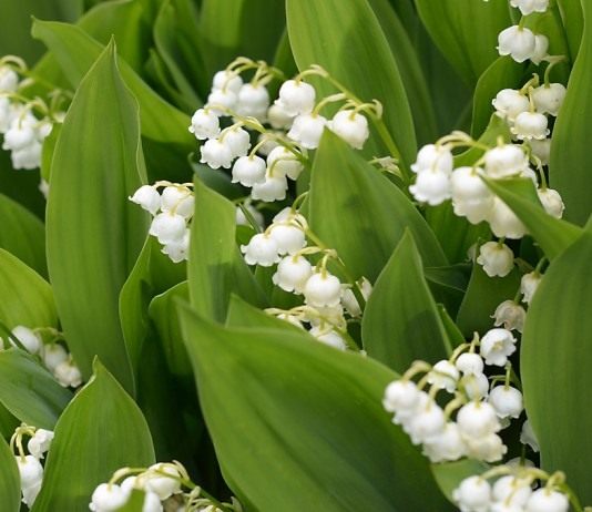 Осень – время сажать ландыши!