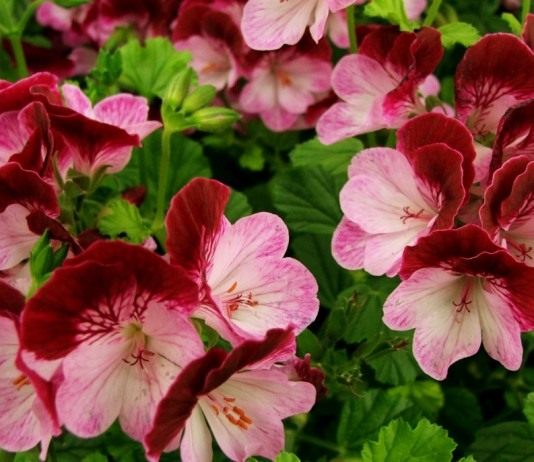 Пеларгония