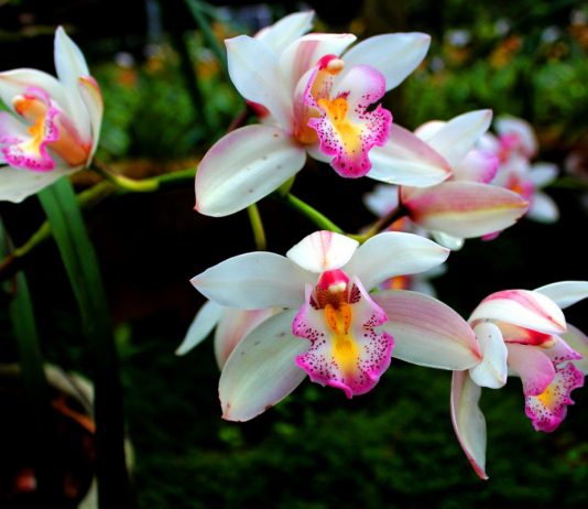 Орхидея — самая приспособленная группа растений на земле