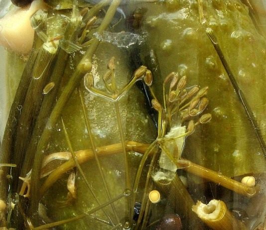 Заготовки на зиму по старинным рецептам. Часть 2-я - Рецепты Солёные огурцы