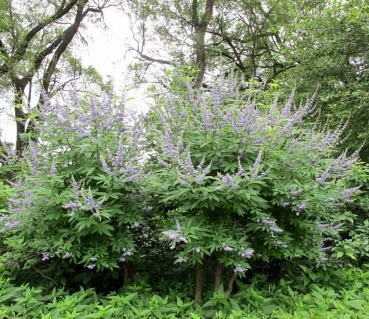 Витекс священный, или Авраамово дерево или Монашеский перец.