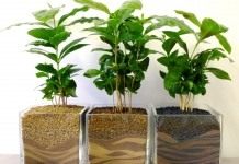 Ростки кофейного дерева. Кофе аравийский, или, Кофейное дерево аравийское (Coffea arabica)
