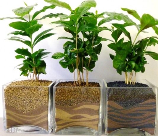 Ростки кофейного дерева. Кофе аравийский, или, Кофейное дерево аравийское (Coffea arabica)