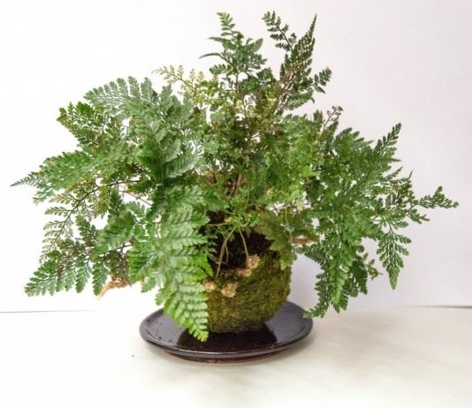 Даваллия Мариса, или Даваллия Мариешии