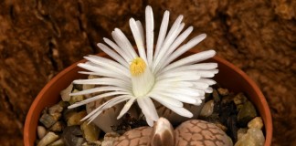 Литопс карасский (Lithops karasmontana)