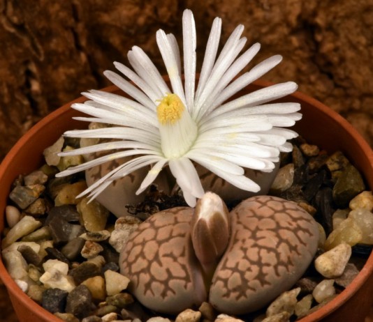 Живые камни, или Литопсы - Комнатные растения Литопс карасский (Lithops karasmontana)