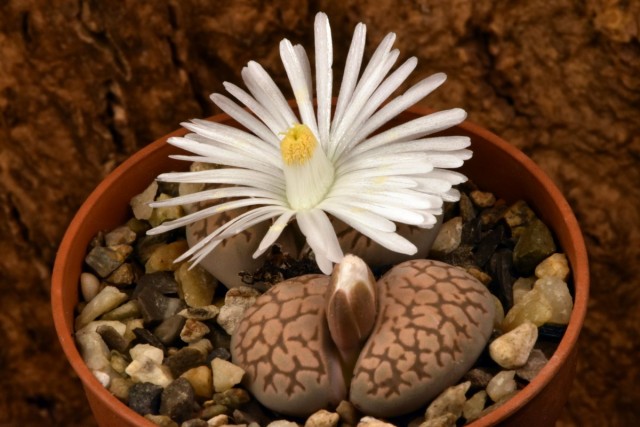Литопс карасский (Lithops karasmontana)