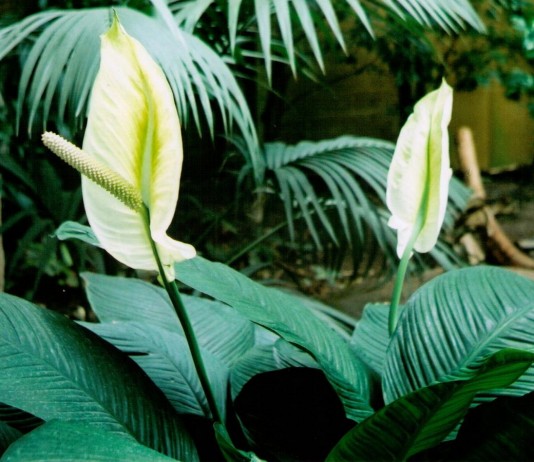 Спатифиллум, или Спатифиллюм (Spathiphyllum)