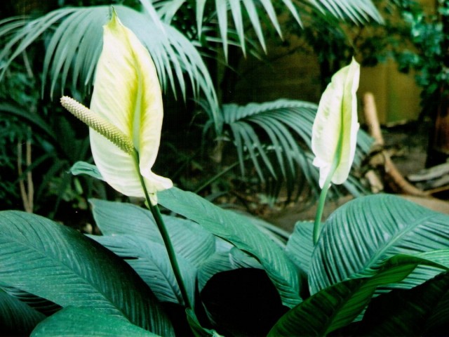 Спатифиллум, или Спатифиллюм (Spathiphyllum)