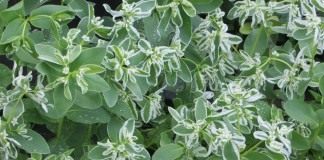Молочай окаймленный (Euphorbia marginata)
